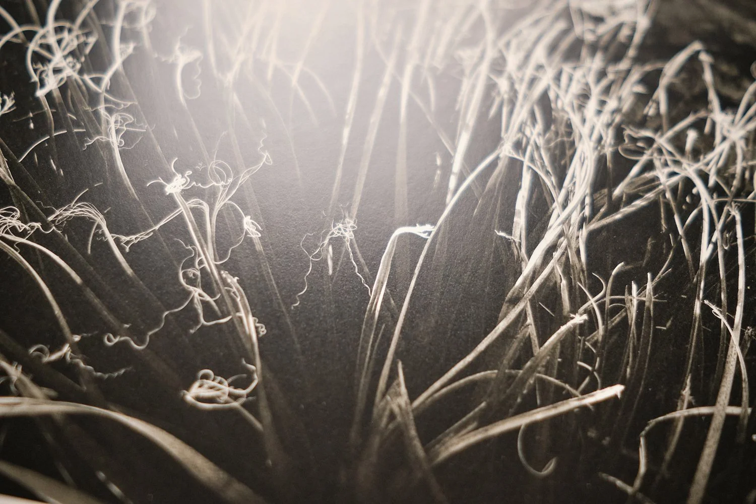 Paula Chamlee - Natural Connections — LODIMA